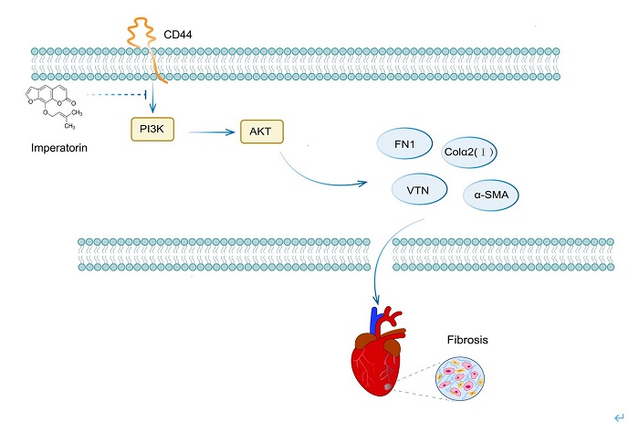 Imperatorin alleviates post-infarction cardiac fibrosis via the CD44/PI3K/AKT pathway in mice 