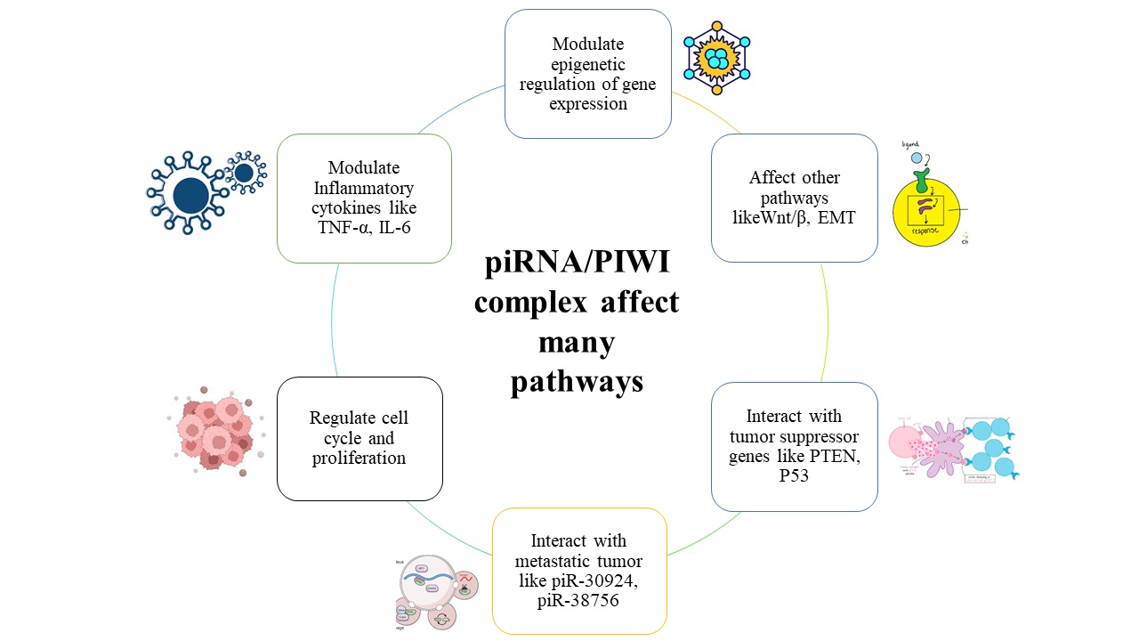 Biological roles and clinical potential of piRNAs in cancer: Insights into glioblastoma 
