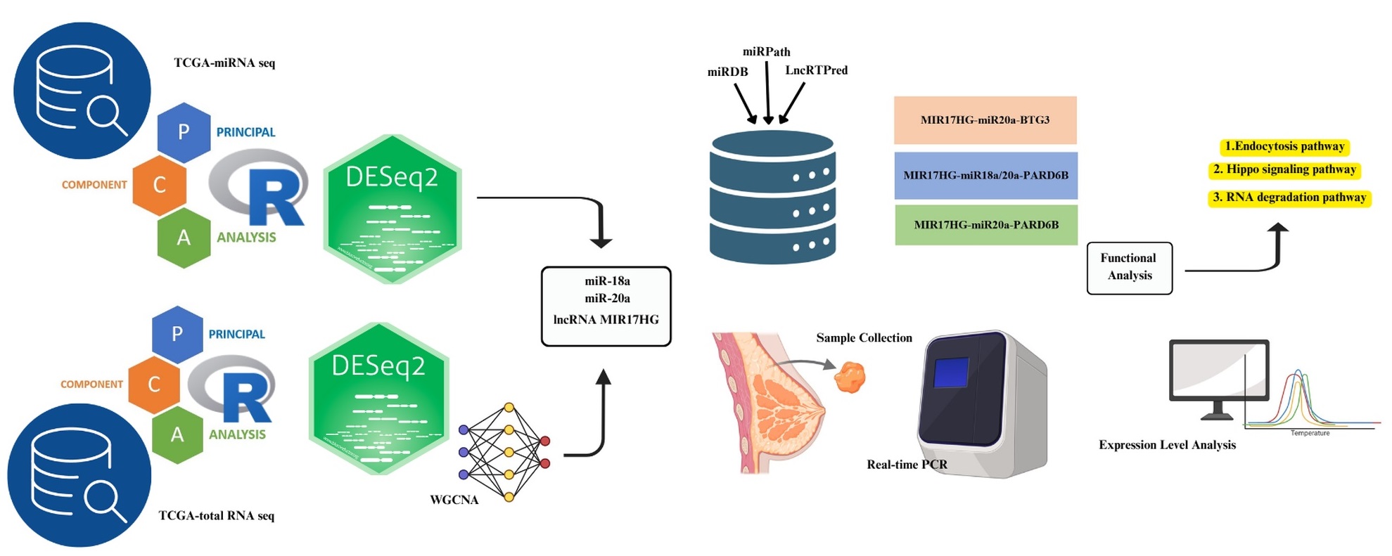 Differential expression of the lncRNA MIR17HG and miR-18a/miR-20a as candidate ncRNA signatures in stage II/III breast cancer and bioinformatic analysis of ncRNA&ndash;mRNA regulatory axes 