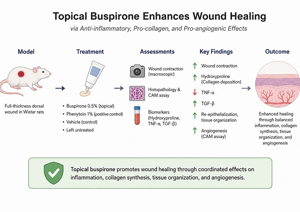 Topical buspirone accelerates wound healing in rats through modulation of inflammation, angiogenesis, and collagen formation 