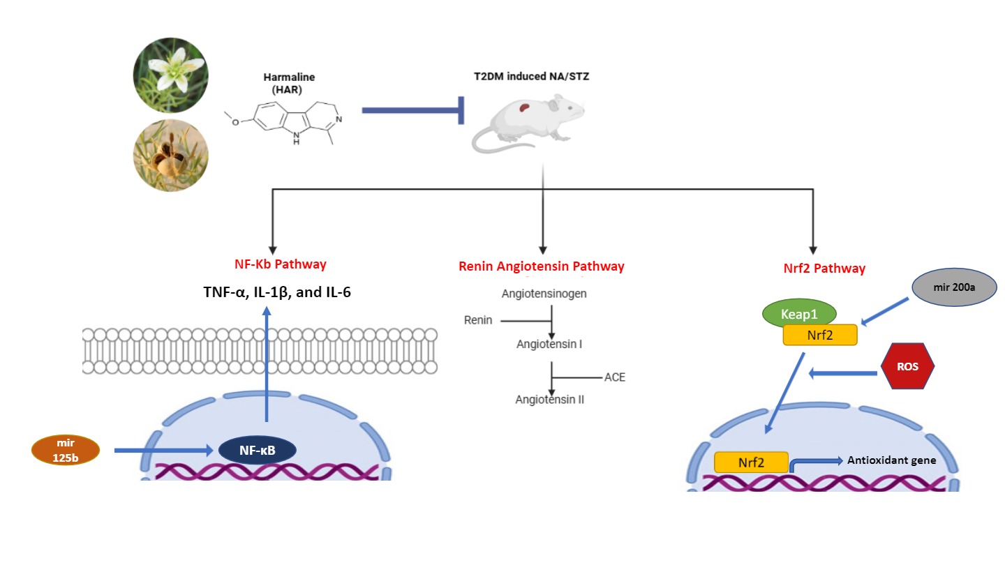Harmaline improves diabetes-associated renal alterations in nicotinamide/streptozotocin-induced diabetic mice: Possible involvement of oxidative stress, inflammation, and renin&ndash;angiotensin system signaling 