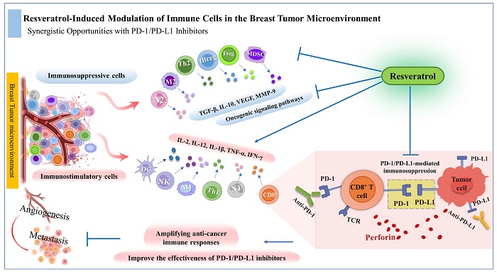 Resveratrol as an immune checkpoint inhibitor to enhance the efficacy of breast cancer immunotherapy 