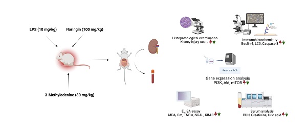 Modulation of autophagy and PI3K/Akt/mTOR pathway by naringin in sepsis-induced acute kidney injury 