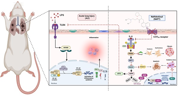 Naftidrofuryl alleviates LPS-mediated inflammatory-oxidative and fibrotic successions in a rat model of acute lung injury: An emerging mechanistic role of PPAR&alpha;/SIRT1/ATF3 axis 
