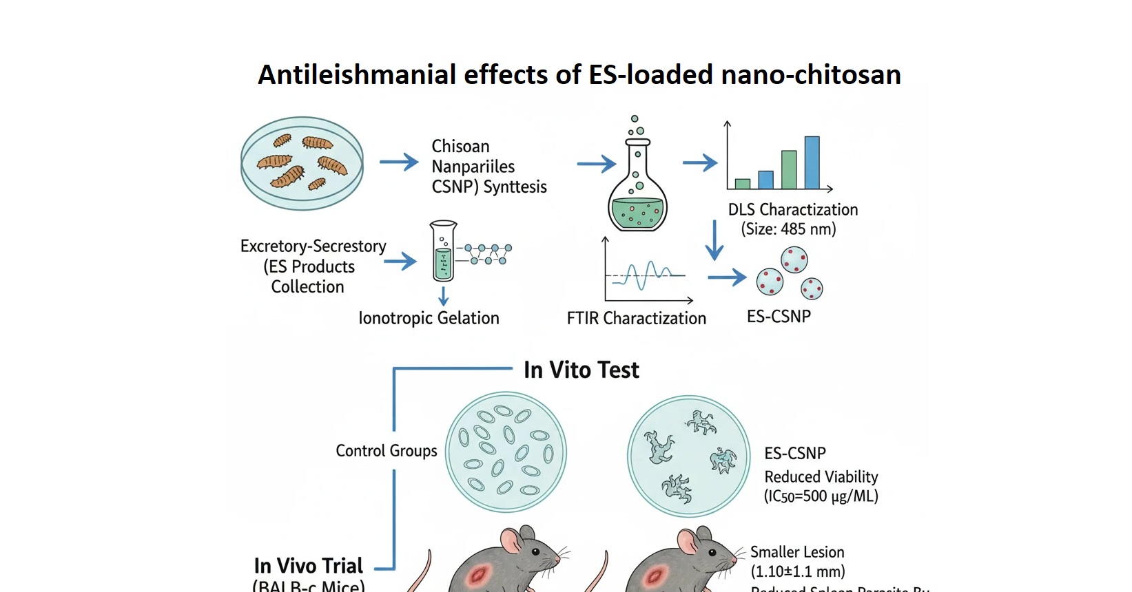 Evaluation of excretory&ndash;secretory products of Lucilia sericata larvae loaded onto chitosan nanoparticles as a drug candidate against Leishmania major 