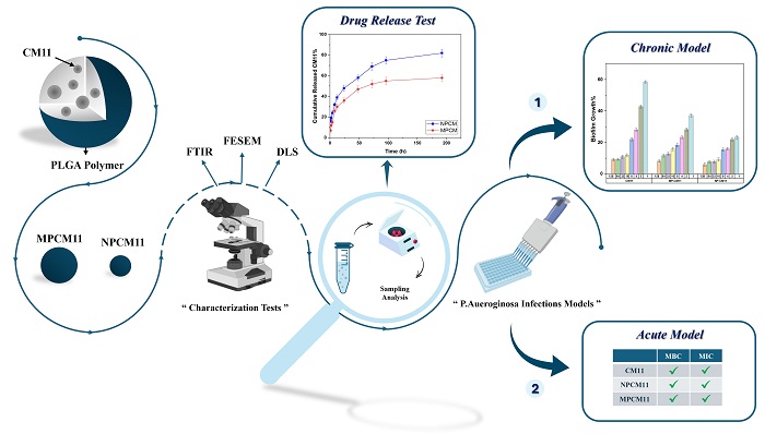 Preparation, characterization, and comparison of the release of antibacterial peptide CM11 from PLGA nanoparticles and microparticles 