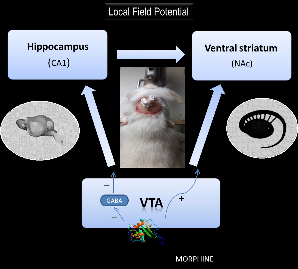 Linalool restores post-morphine hippocampal-striatal PI3K/Akt and CREB/&Delta;FosB mRNA expression and LFP power in adult male rats 