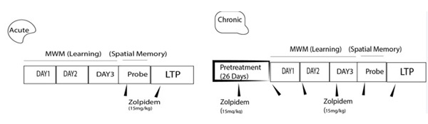 Acute and chronic zolpidem administration changes hippocampal long-term potentiation (LTP) as a possible mechanism of memory impairment 