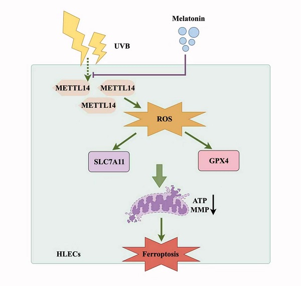 Melatonin alleviates ferroptosis in lens epithelial cells via regulating METTL14 expression 
