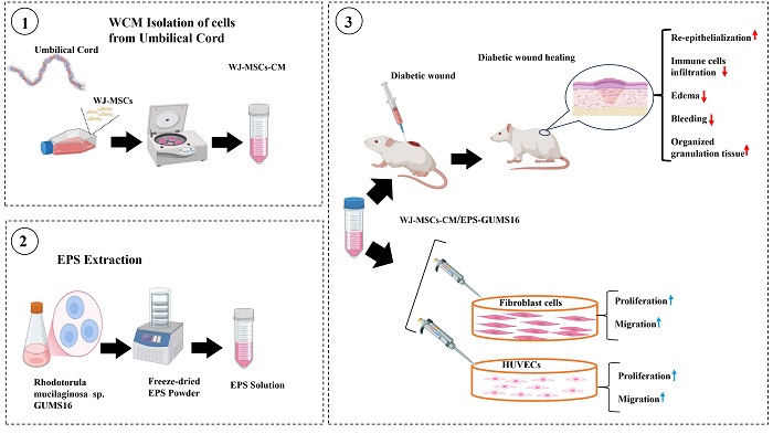 Enhanced effects of Wharton&rsquo;s jelly&ndash;derived MSC secretome and microbial exopolysaccharide on cellular responses and tissue repair in diabetic wound healing 