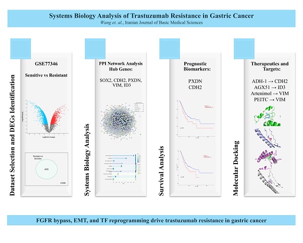 Identification of key genes and pathways involved in trastuzumab resistance in HER2‑positive gastric cancer through integrative bioinformatics analysis 