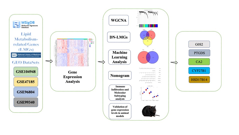 A lipid metabolism&ndash;based gene signature defines diagnosis and molecular heterogeneity in diabetic nephropathy 