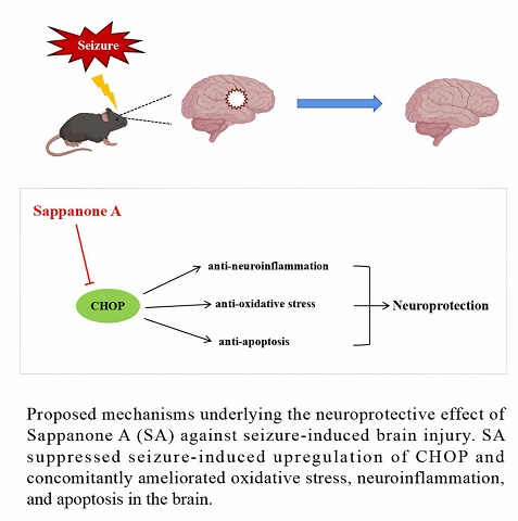 Sappanone A suppresses CHOP expression and exerts neuroprotective effects in epilepsy 