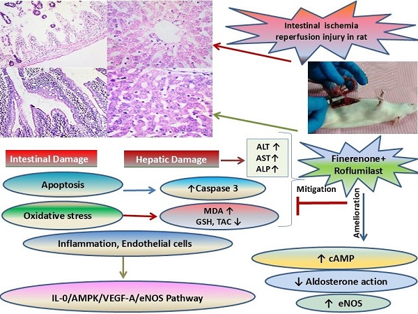 Efficacy of finerenone and/or roflumilast in alleviation of intestinal ischemic reperfusion injury via regulation of IL10/AMPK/VEGF/eNOS pathway in rats 